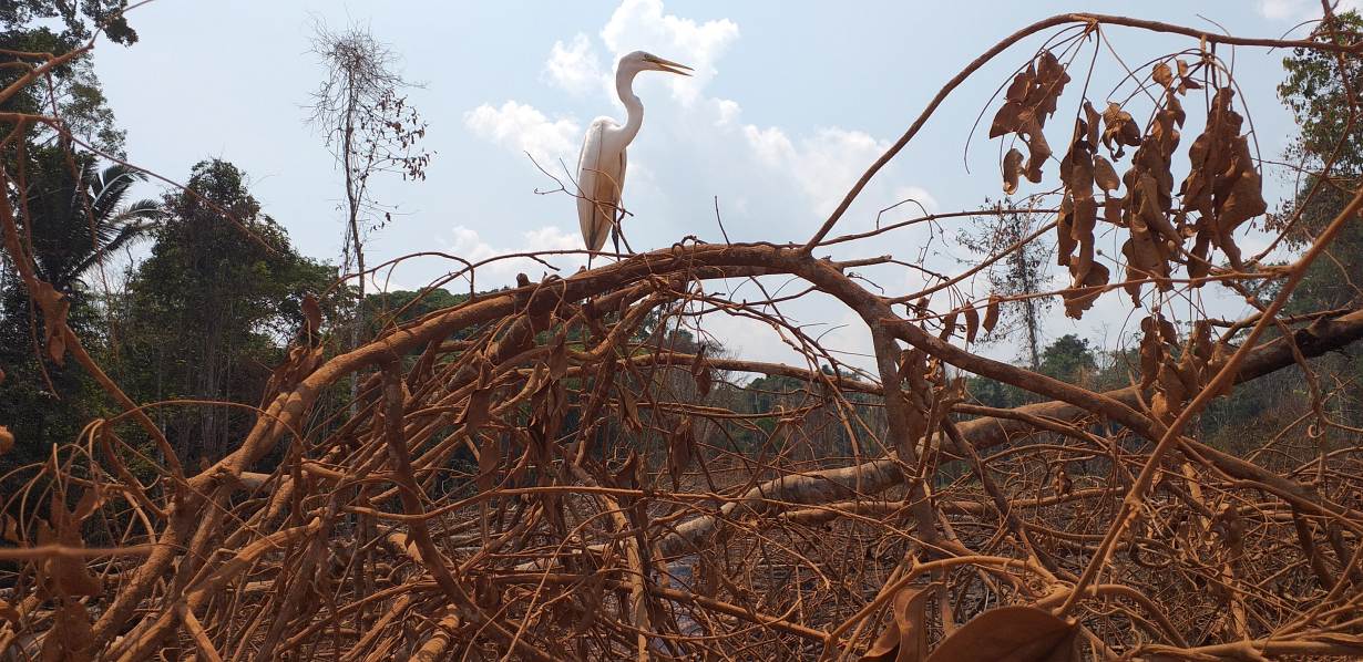 A bird perches on burned branches by the side of the Trans-Amazonian Highway in Amazonas, Brazil, Sept. 1, 2019. Thomson Reuters Foundation/Fabio Teixeira