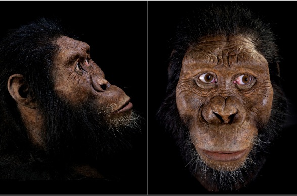 Australopithecus anamensis
