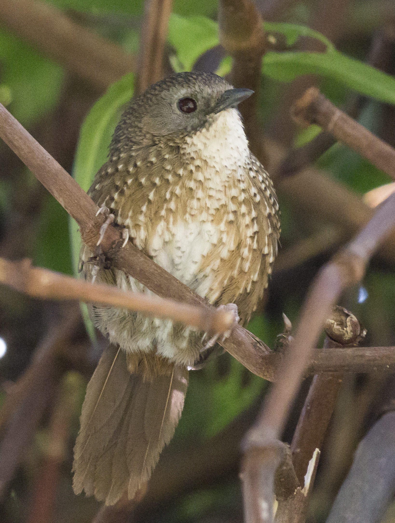 Naga Wren Babbler