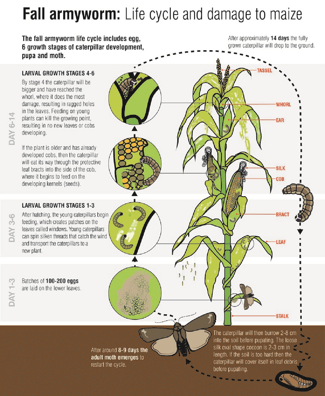 Management of Fall Armyworm (FAW) in maize MorungExpress