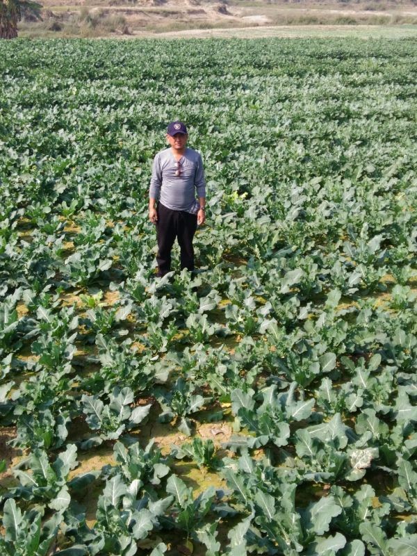 DHO Dimapur, Temsu Longkumer in a cabbage field at Khughovi village. (DIPR Photo) 