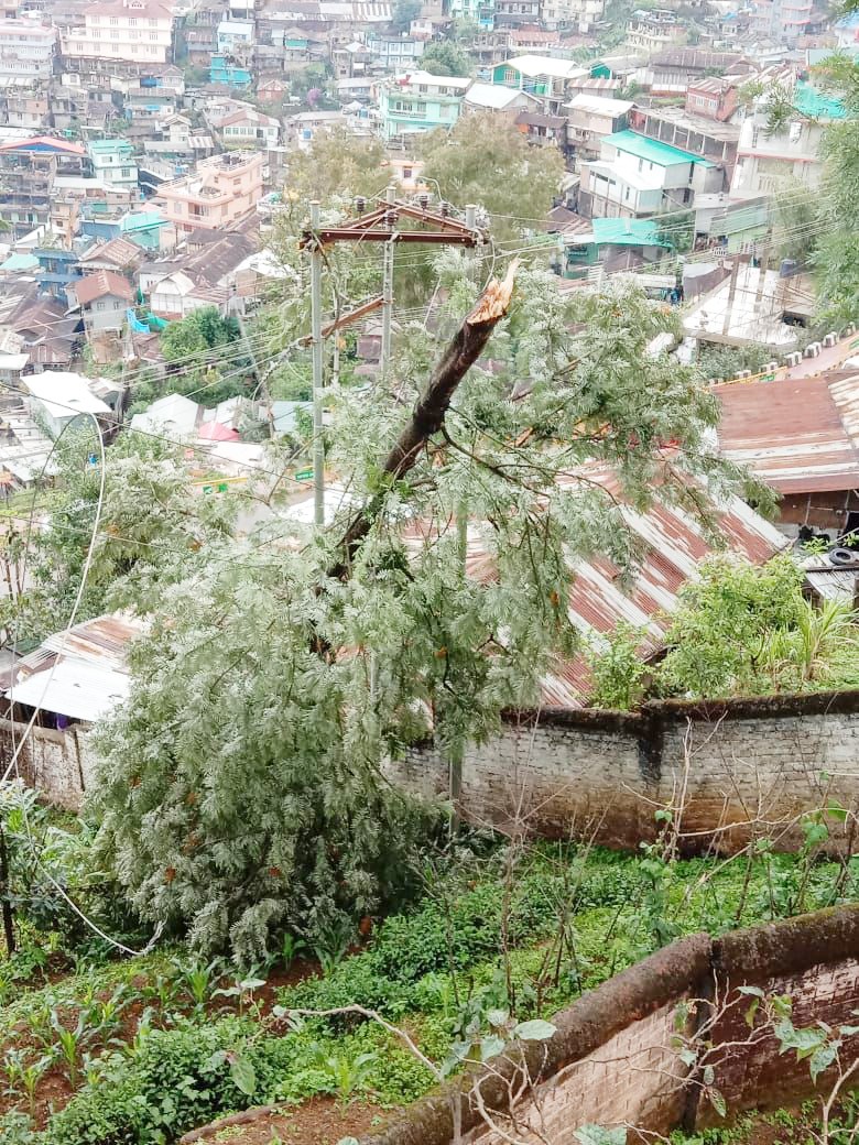 A tree which fell on power lines below the Kohima Deputy Commissioner’s residence during the rainstorm on May 26.