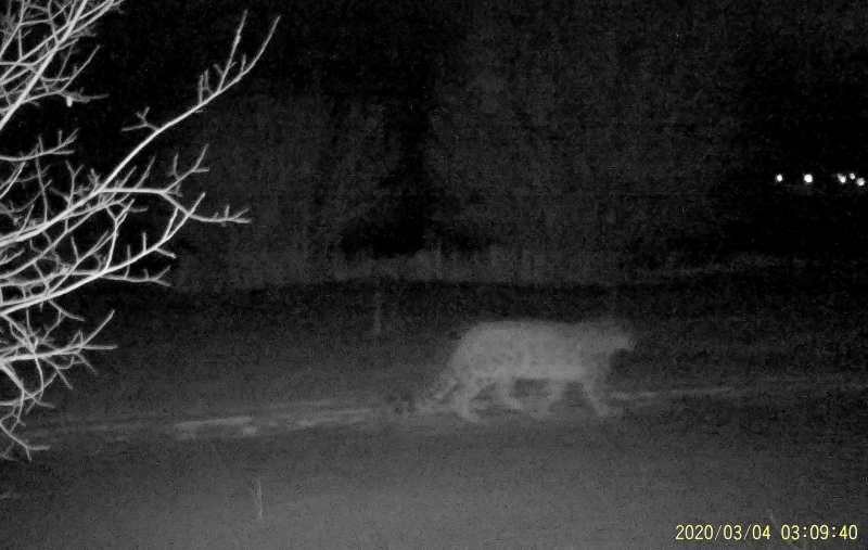 A snow leopard is filmed on a camera trap in Ile-Alatau National Park in the mountains near Almaty, Kazakhstan, in this still image from an undated handout video. Snow Leopard Foundation/Handout via REUTERS