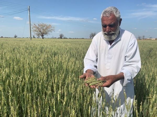Gul Muhammad, 55, looks at his damaged wheat crop in Pira Fatehal, a village in Pakistanâ€™s Punjab province, 150km from Islamabad, a day after the hailstorm hit his crop on March 29, 2020. (Thomson Reuters Foundation File Photo)