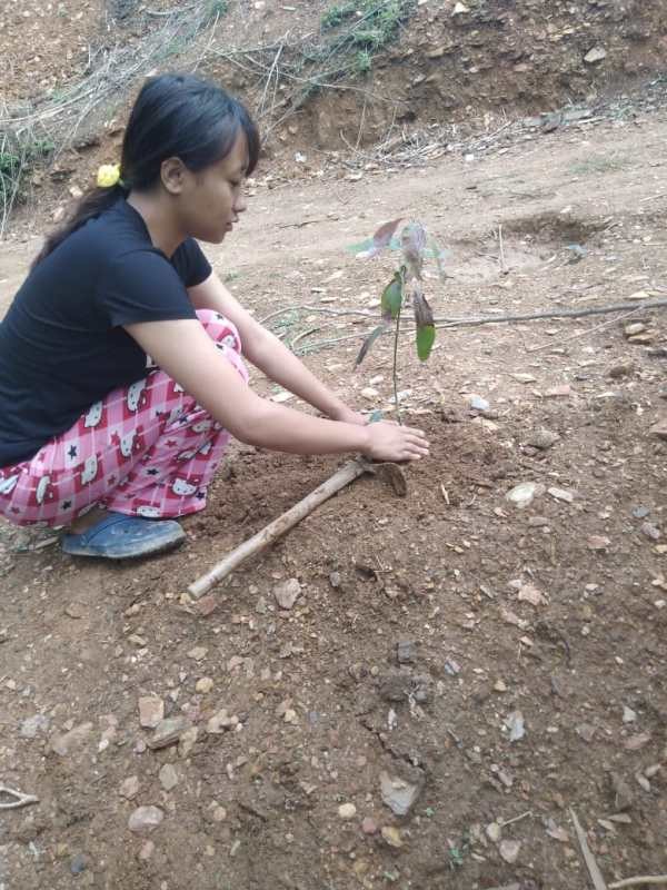 Dr Neilhouzhü Kire GHSS, Seikhazou, Kohima and Eco Club members observed World Environment Day by carrying out plantation of Orange saplings and ornamental flowers in the school compound. School Principal Dr Bijano Murry and Vice Principal Rose Chishi Kenye along with few students and staff of the school took part in plantation of saplings while maintaining the SOP guidelines. Meanwhile, the school authority also directed students to carry out plantation of fruit trees and saplings in and around their respective homes.