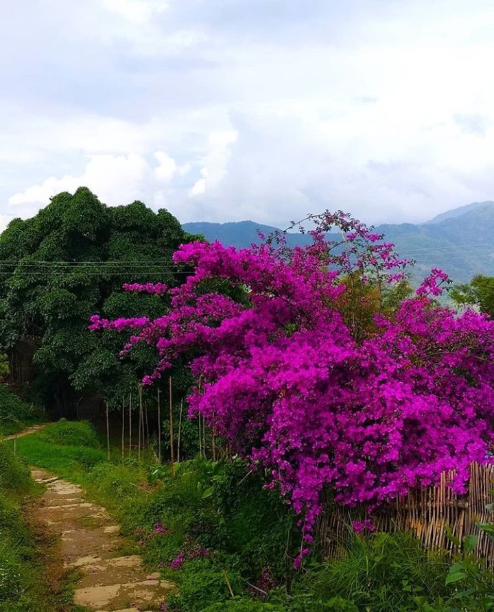 Modern Institute of Teacher Education, Kohima conducted a virtual celebration of World Environment Day with a painting competition and photography competition. (Photo Courtesy: MITE)