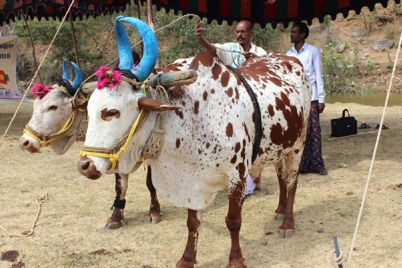 A view of a Poda Thurupu bull for sale at an animal market in India’s Telangana state. Photo: Nemani Chandrasekhar/WASSAN