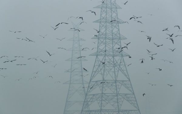 Birds fly next to electricity pylons on a smoggy afternoon in the old quarters of Delhi on October 30, 2019. (REUTERS File Photo)