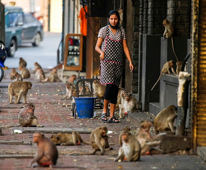 A woman watches monkeys as they search of food in front of her shop, following significant impact on tourism after the outbreak of coronavirus in front of Prang Sam Yod temple in Lopburi, Thailand. The monkeys are going ape for food as local tourism dwindles, leading to less scraps being available for them to eat. Photograph: Soe Zeya Tun/Reuters