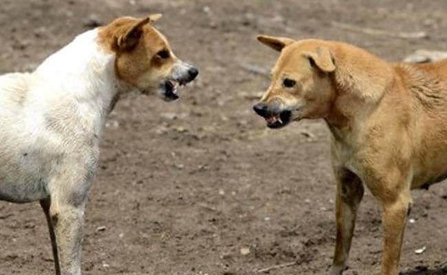 This comes after image of dogs being sold at Dimapur markets surfaced online. (Representational)