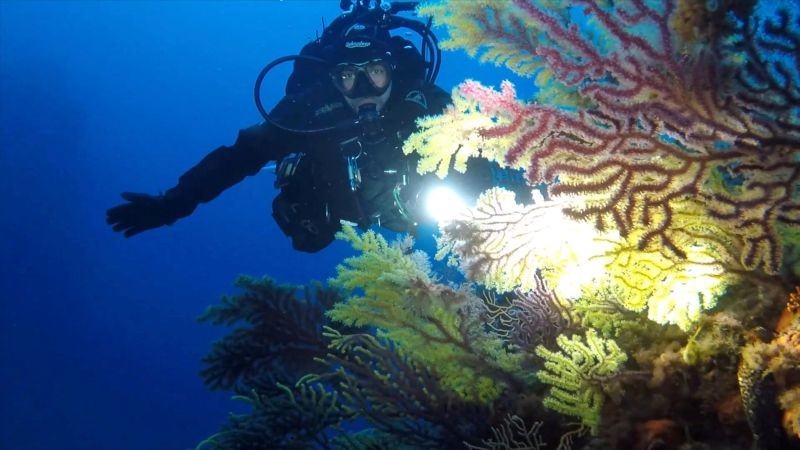 An Italian Coast Guard diver shines a torchlight on a forest of gorgonians (sea fans) and coral at the Secche di Tor Paterno, a protected marine reserve 5 miles off the coast of Rome during a study on the health of Italy's seas and improvements to marine life due to a lack of human activities during the coronavirus disease (COVID-19) lockdown, in this still picture taken from video on April 29, 2020. (REUTERS File Photo)