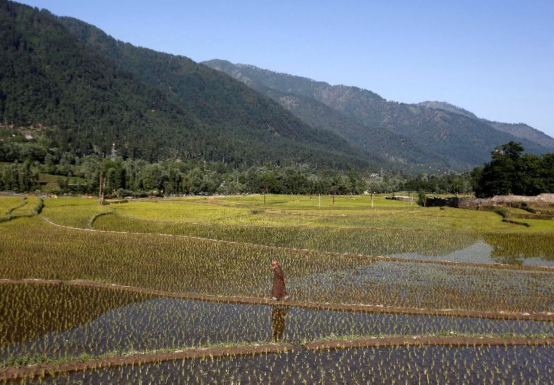 A man walks in a filed covered with rice saplings at Kullan village in Kashmir's Ganderbal district June 18, 2020. REUTERS/Danish Ismail