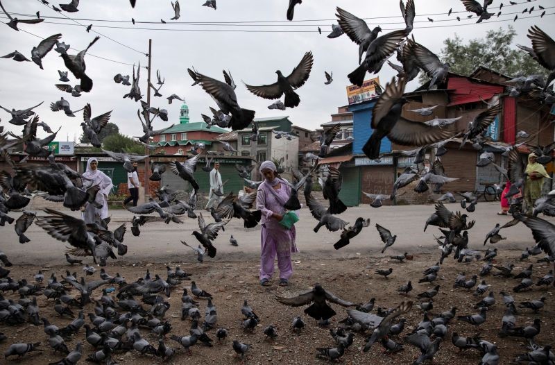 A Kashmiri woman feeds pigeons at a street during restrictions after the scrapping of the special constitutional status for Kashmir by the government, in Srinagar on August 11, 2019. (REUTERS File Photo)