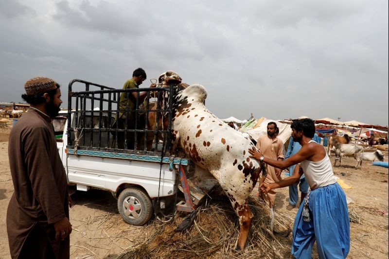 People load bulls onto a van at a cattle market, ahead of the Muslim festival of sacrifice Eid al-Adha, as the coronavirus disease (COVID-19) pandemic continues, in Karachi, Pakistan on July 26, 2020. (REUTERS Photo)