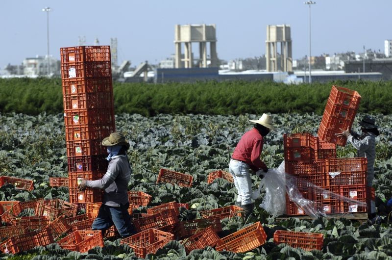 Thai labourers work on a cabbage field near Kibbutz Nahal Oz, just outside the northern Gaza Strip on February 11, 2010. The Karni border crossing between Israel and the Gaza Strip is seen in the background. (REUTERS File Photo)