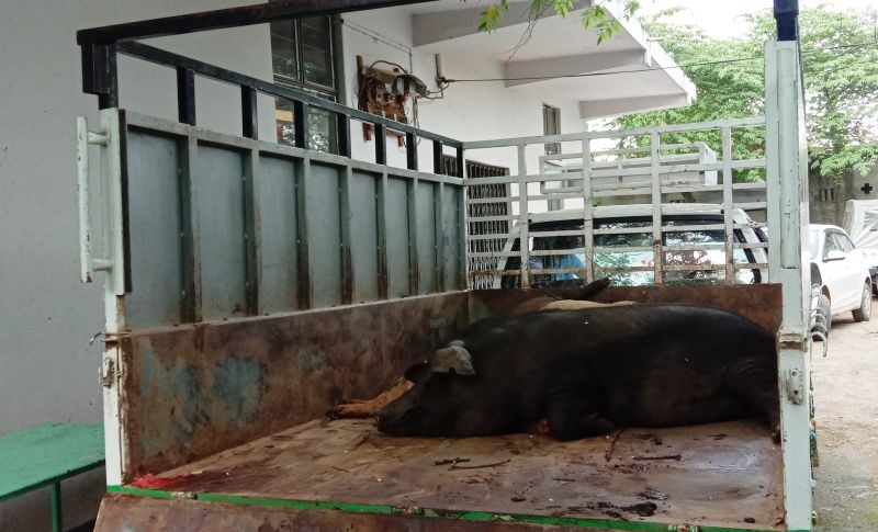 Eight of the pigs were found dead at the time of the confiscation, while another died at the District Veterinary Hospital.  (Morung Photo)