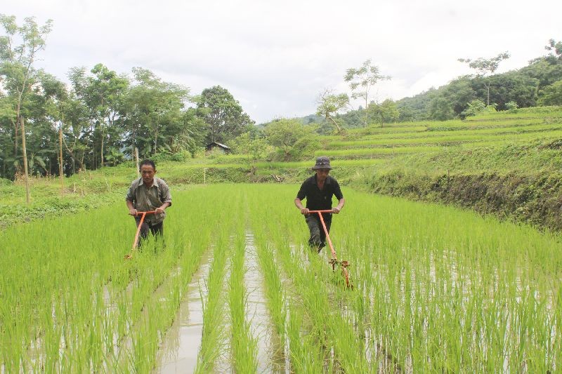 Two farmers working with Cono weeder at their SRI Field in Chiephobozou, Kohima. According to report, the SDAO Chiephobozou establishment is undertaking a System of Rice Intensification (SRI) with paddy hybrid MTU1010 under National Food Security Mission (NFSM) at various villages. One such is at Nerhe Model which is performing well. The farmers are trained from nursery seedbed preparation with banana pseudo stem to transplanting into the paddy field. Thereafter, Cono weeder usages are taught for weeding purpose. The four main components of SRI viz soil fertility management, planting method, weed control and water irrigation management are put into practice for better crop yields. (Photo Courtesy: Vizokhonyü Yhome)