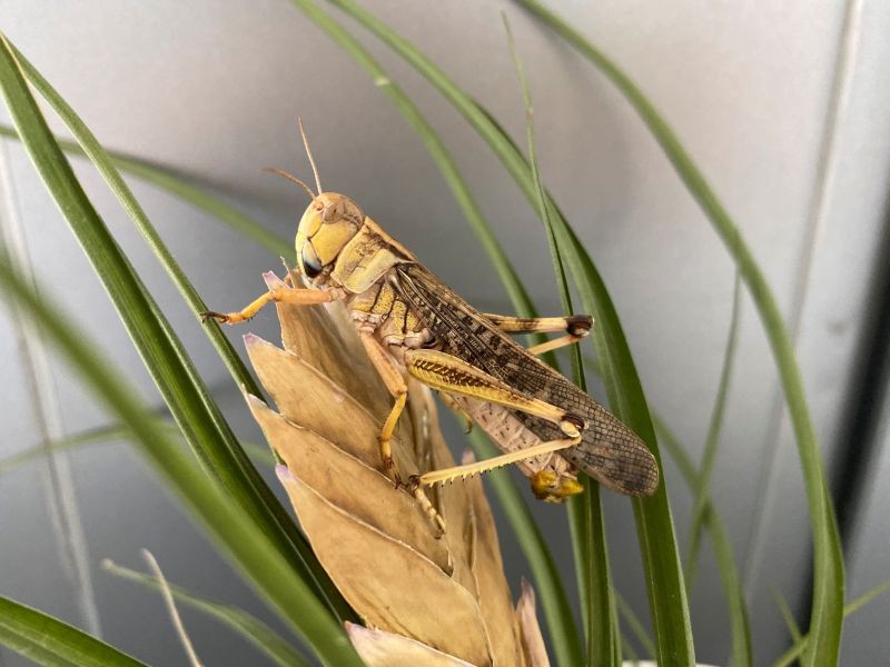 An adult male of the locust species Locusta migratoria is seen in a laboratory setting in Beijing, China on July 1, 2020. (REUTERS File Photo)