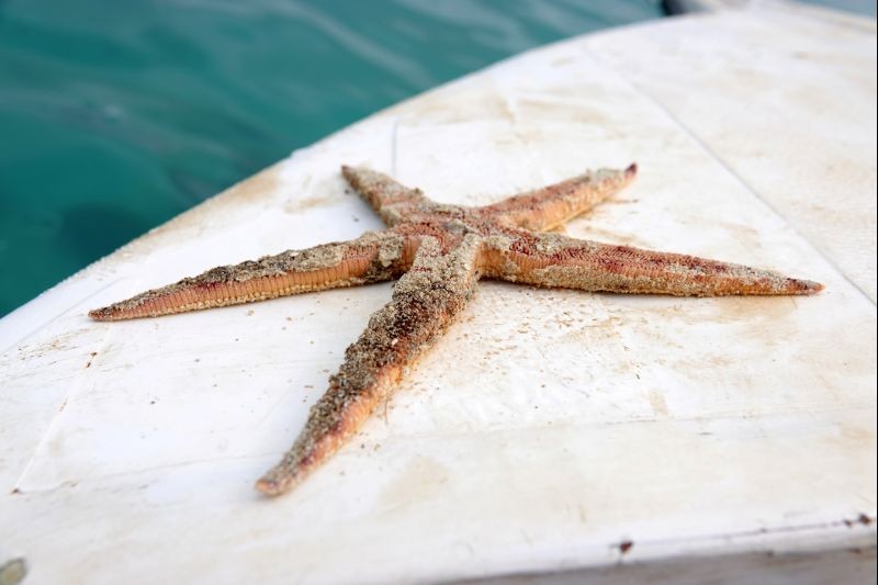 A dead starfish is seen following leaked oil from the bulk carrier ship MV Wakashio, belonging to a Japanese company but Panamanian-flagged, which ran aground on a reef, at the Riviere des Creoles, on the Mahebourg waterfront, Mauritius on August 10, 2020. (REUTERS Photo)