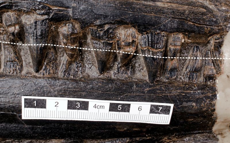 The strong blunt teeth of the ichthyosaur Guizhouichthyosaurus, unearthed in China's Guizhou province, is seen in this undated picture released on August 20, 2020. The broken white line indicates the approximate gum line of the upper jaw. (REUTERS Photo)