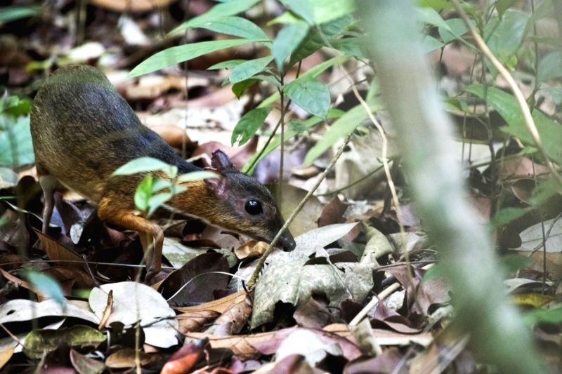 Suspected bubonic plague case reported in Mongolia. (IANS Photo)