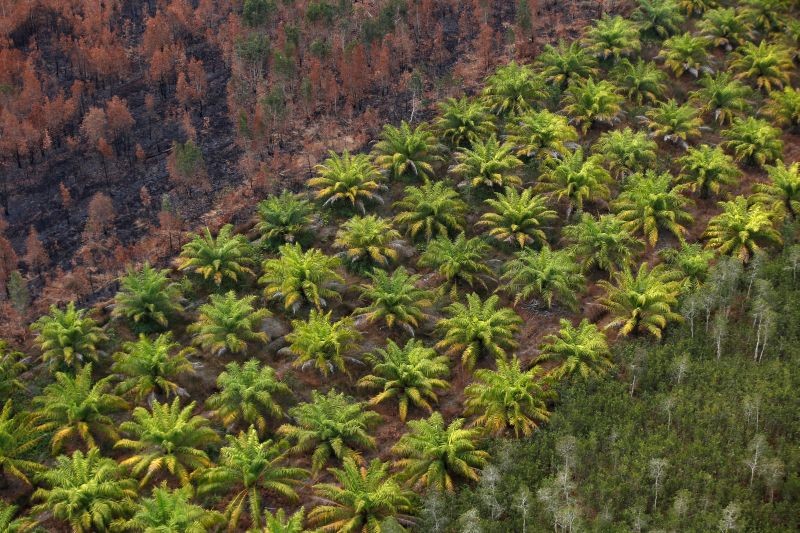 Palm oil plantation is pictured next to a burnt forest near Banjarmasin in South Kalimantan province, Indonesia on September 29, 2019. (REUTERS File Photo)