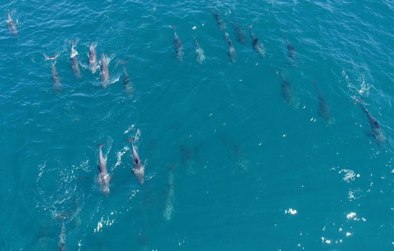 Dolphins are seen as they swim near the shore of the Indian Ocean near Pointe aux Feuilles, Mauritius on August 28, 2020. (REUTERS Photo)