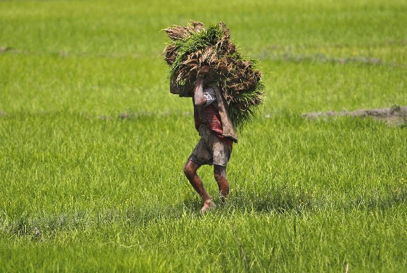 A farmer carries saplings to plant in a rice field on the outskirts of Srinagar June 10, 2015. REUTERS/Danish Ismail/Files