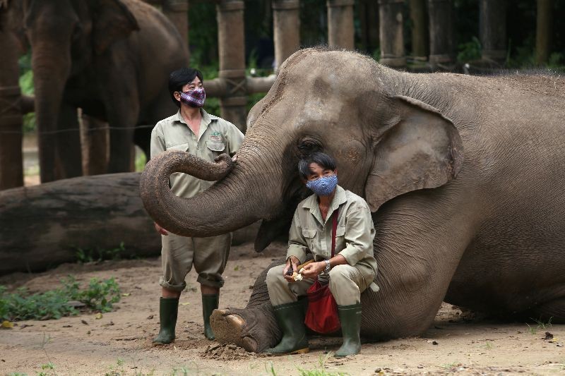 Mahouts wearing protective masks gather beside an elephant at a confinement area at Saigon Zoo and Botanical Gardens, which is facing dwindling visitor numbers due to the coronavirus disease (COVID-19), in Ho Chi Minh, Vietnam, August 19, 2020. Picture taken August 19, 2020. REUTERS/Yen Duong