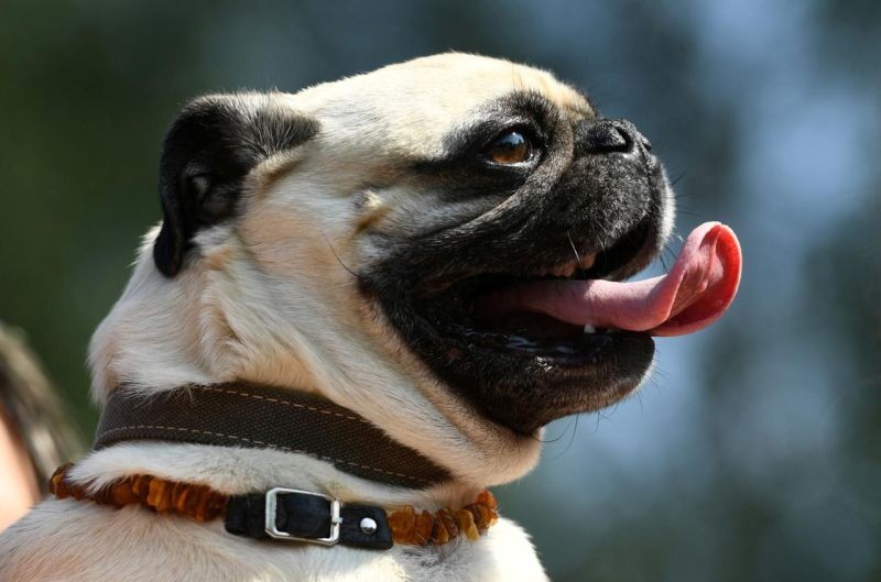 A pug is pictured during the annual pug meeting in Berlin, Germany on August 31, 2019. (REUTERS File Photo)