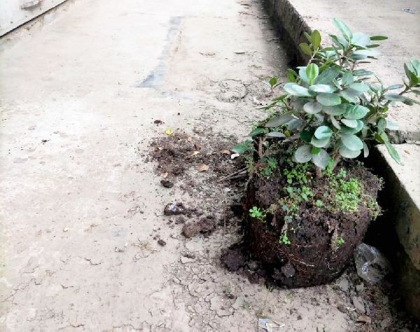 Plants left on the ground after miscreants took away the pots.