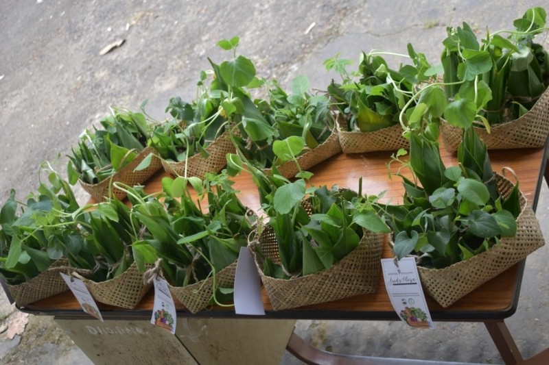 The saplings for distribution during the launch of Seeds of Love project at Green Park, Dimapur on August 25. (DIPR Photo)
