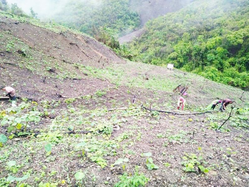 Farmers practice shifting cultivation under Meluri sub division of Phek district.