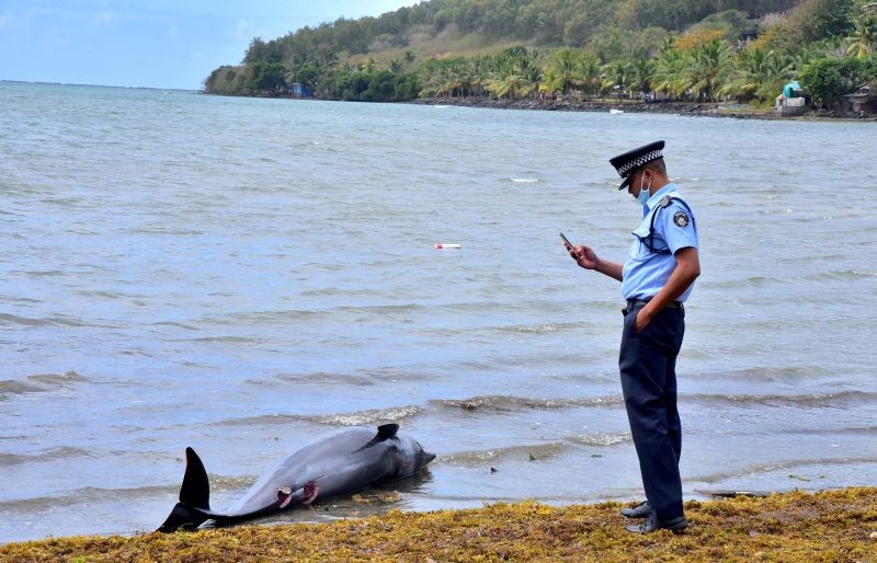 A policeman takes a photograph of a carcass of a dolphin that died and was washed up on shore at the Grand Sable, Mauritius on August 26, 2020. (REUTERS File Photo)