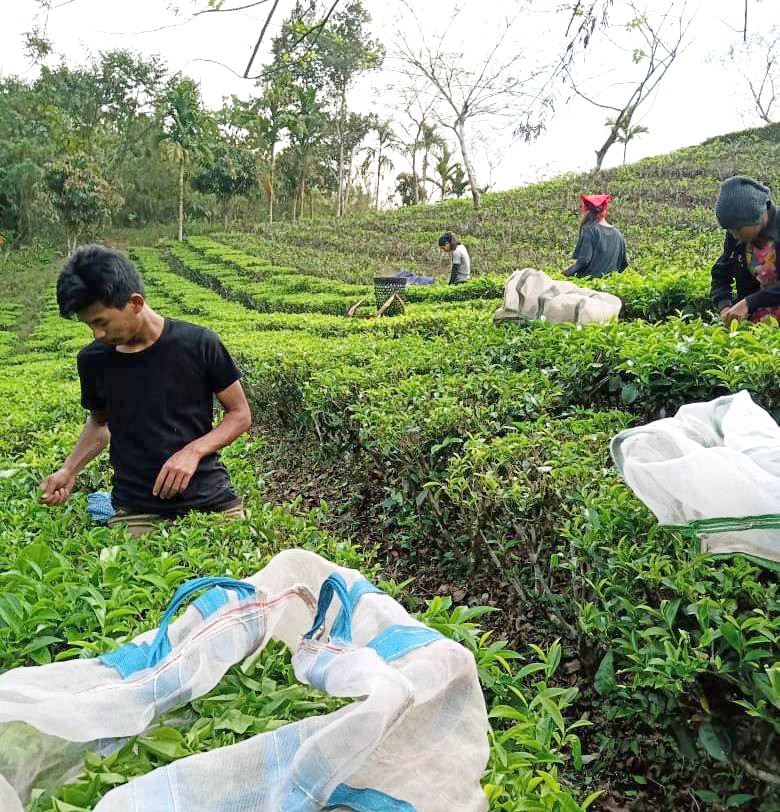 Chahtong working at a tea garden in Tizit during this lockdown.