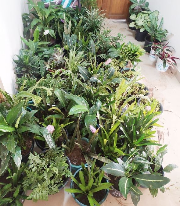 Self Employed Women Association (SEWA) Kohima contributed 58 green plants to strengthen The Green Line initiative in Kohima.