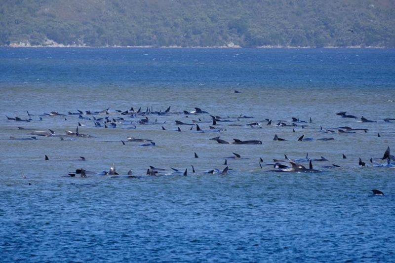 Stranded pilot whales are seen in Macquarie Heads, Tasmania, Australia on September 21, 2020, in this picture obtained from social media. (REUTERS Photo)