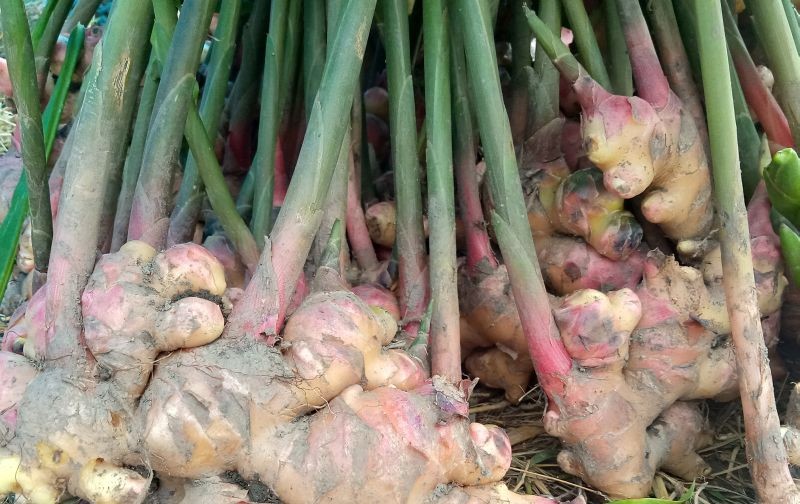 Organic items put for sale at the weekly organic market in Kohima on September 9.  To promote organic products and to uplift economy, Angami Youth Organization and Kohima Municipal Council have initiated weekly organic market at the North Gate of Kohima Local Ground, which will open every Wednesday. (Morung Photo)