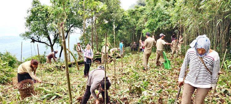 Rhododenron plantation by Wokha Forest Division and Wokha Village Council on Mount Tiyi, Wokha.
