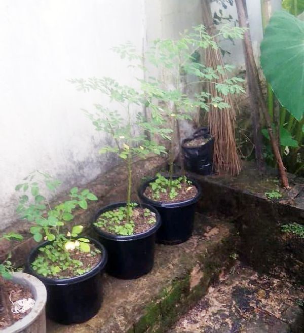 Some Moringa oleifera saplings planted by Rokobikho Savino.
