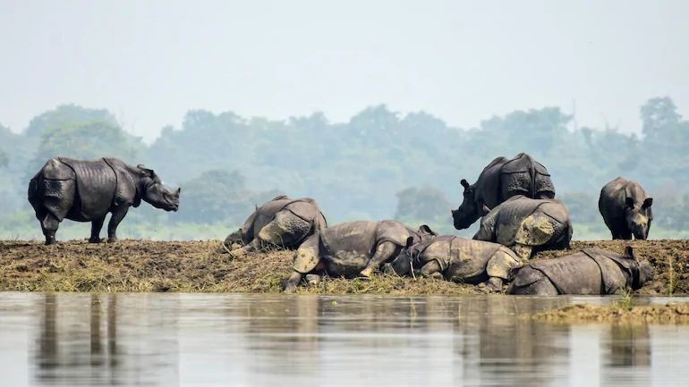Rhinos rest on dry patch of land at Kaziranga. (Photo: Reuters)