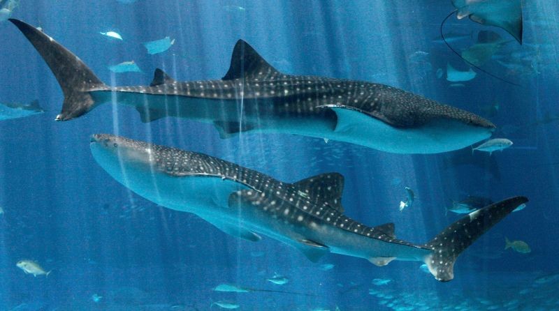 Whale sharks swim at Okinawa Churaumi Aquarium in Motobu town on Japan's southern island of Okinawa on July 9, 2007. (REUTERS File Photo)