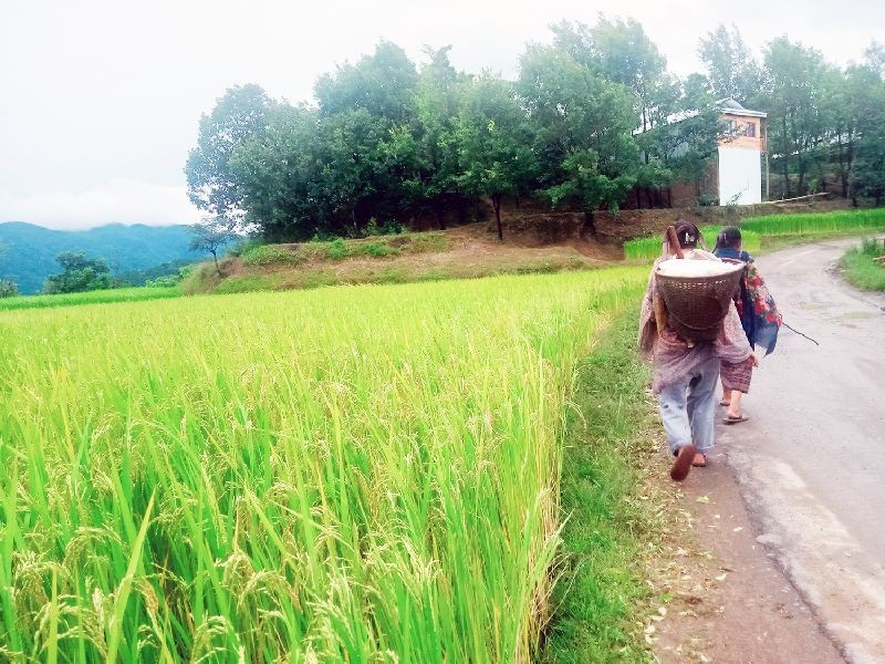 Farmers walk past a paddy field at Kikruma under Phek district. (Morung Photo by Chizokho Vero)