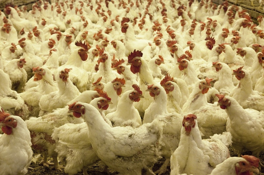 NGT directs CPCB to revisit the guidelines for classifying poultry farms as Green category industry and exempting their regulation under various laws. (Representative Image: skeeze from Pixabay