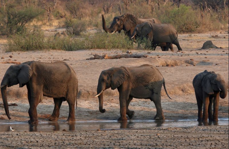 A group of elephants are seen near a watering hole inside Hwange National Park, in Zimbabwe, October 23, 2019. (REUTERS File Photo)