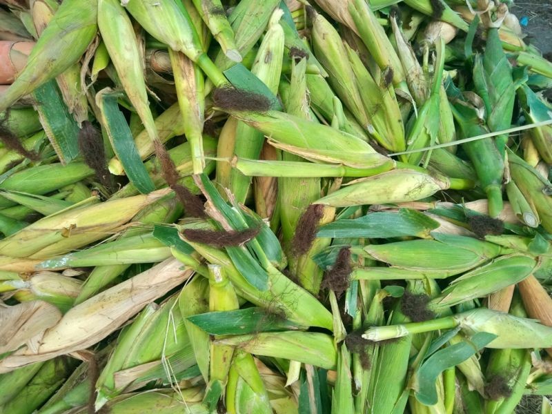 Organic items put for sale at the weekly organic market in Kohima on September 9.  To promote organic products and to uplift economy, Angami Youth Organization and Kohima Municipal Council have initiated weekly organic market at the North Gate of Kohima Local Ground, which will open every Wednesday. (Morung Photo)
