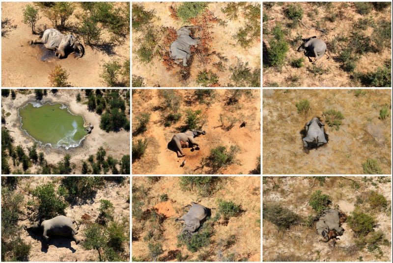A combination photo shows dead elephants in Okavango Delta, Botswana May-June, 2020. (REUTERS File Photo)
