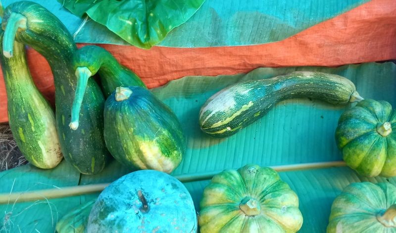 Organic items put for sale at the weekly organic market in Kohima on September 9.  To promote organic products and to uplift economy, Angami Youth Organization and Kohima Municipal Council have initiated weekly organic market at the North Gate of Kohima Local Ground, which will open every Wednesday. (Morung Photo)