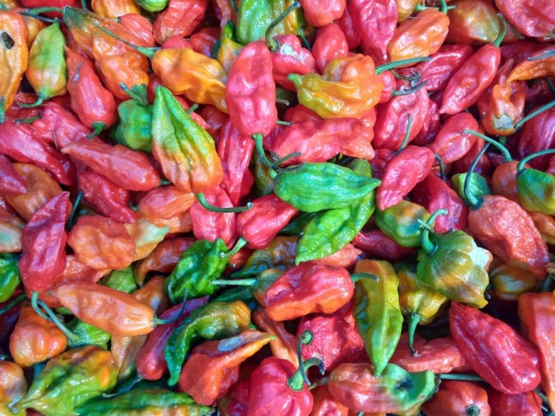 Organic items put for sale at the weekly organic market in Kohima on September 9.  To promote organic products and to uplift economy, Angami Youth Organization and Kohima Municipal Council have initiated weekly organic market at the North Gate of Kohima Local Ground, which will open every Wednesday. (Morung Photo)