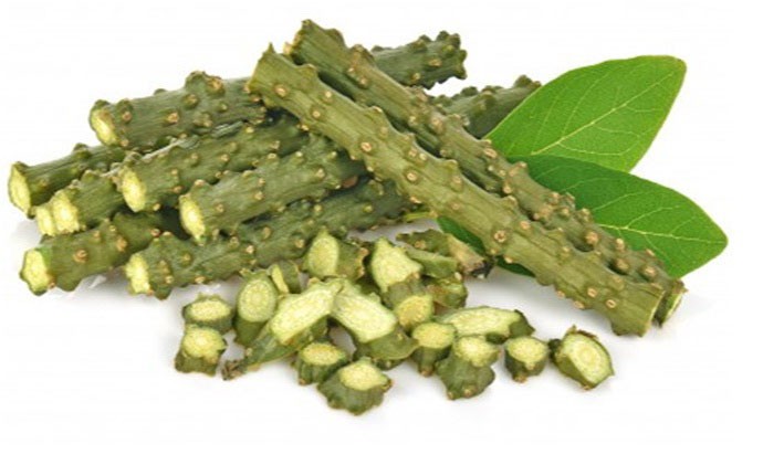 Figure: Guduchi (Tinospora cordifolia)